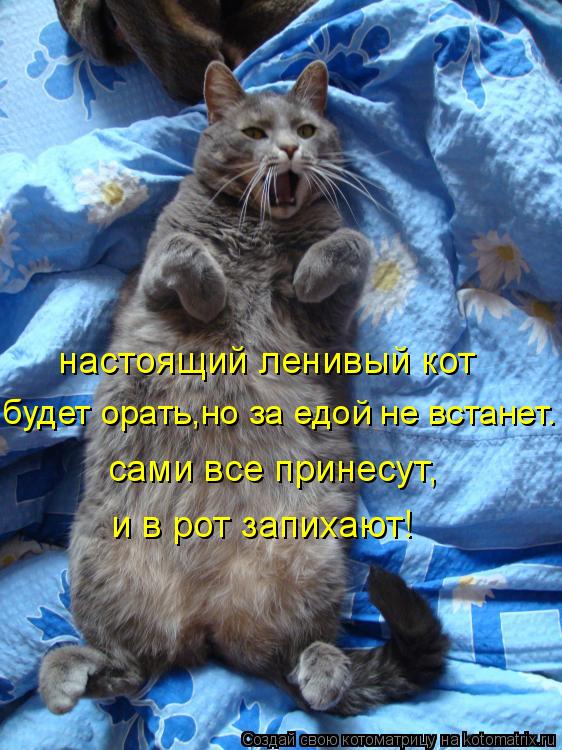 Котоматрица: настоящий ленивый кот сами все принесут, и в рот запихают! будет орать,но за едой не встанет.