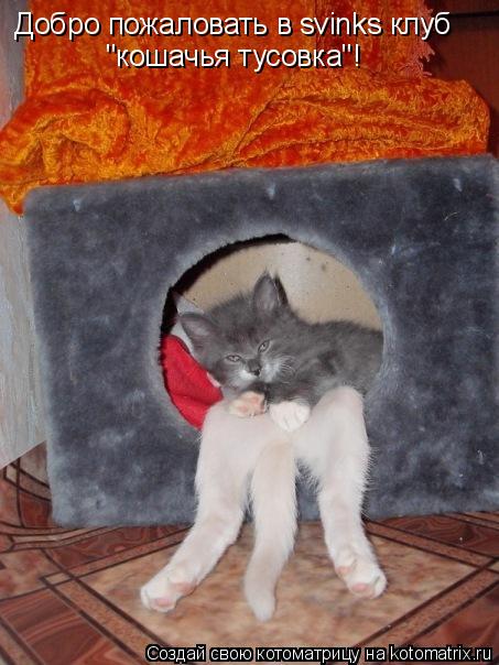 Добро пожаловать в svinks клуб "кошачья тусовка"!... Котоматрица: Добро пожаловать в svinks клуб "кошачья тусовка"!