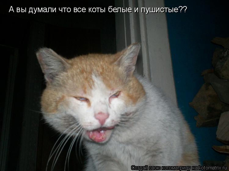 А вы думали что все коты белые и пушистые??... Котоматрица: А вы думали что все коты белые и пушистые??