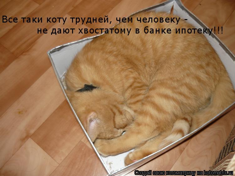 Все таки коту трудней, чем человеку - не дают хвостатому в банке ипотеку!!!... Котоматрица: Все таки коту трудней, чем человеку - не дают хвостатому в банке ипотеку!!!