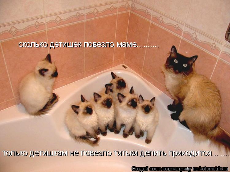Котоматрица: сколько детишек повезло маме.......... только детишкам не повезло титьки делить приходится........