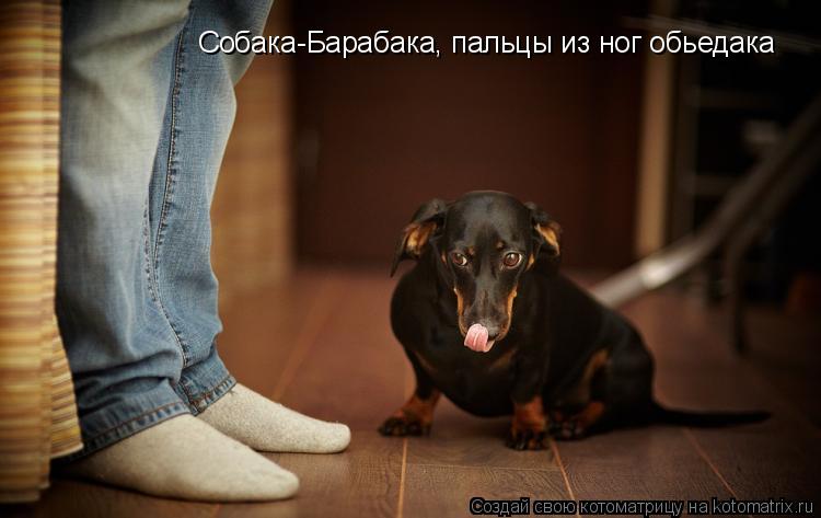 Собака-Барабака, пальцы из ног обьедака... Котоматрица: Собака-Барабака, пальцы из ног обьедака