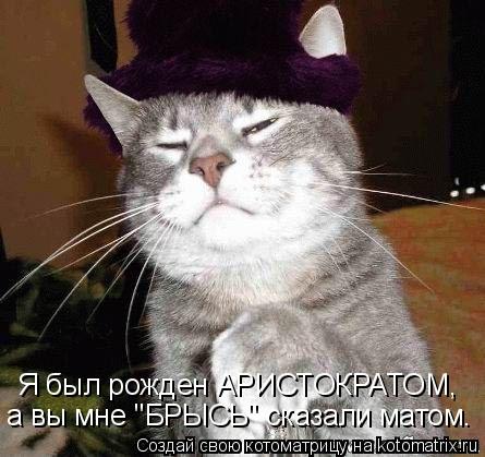 Я был рожден АРИСТОКРАТОМ, а вы мне "БРЫСЬ" сказали матом.... Котоматрица: Я был рожден АРИСТОКРАТОМ, а вы мне "БРЫСЬ" сказали матом.