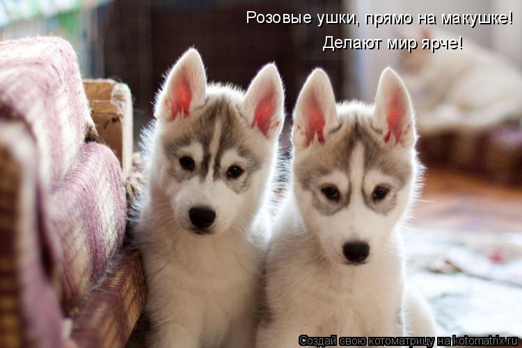 Розовые ушки, прямо на макушке! Делают мир ярче!... Котоматрица: Розовые ушки, прямо на макушке! Делают мир ярче!