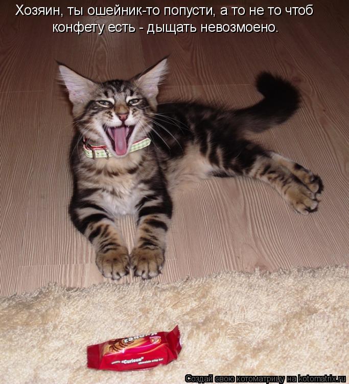Хозяин, ты ошейник-то попусти, а то не то чтоб конфету есть - дыщать невозмоено.... Котоматрица: Хозяин, ты ошейник-то попусти, а то не то чтоб конфету есть - дыщать невозмоено.