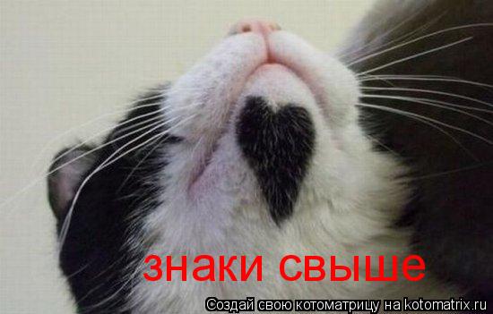 знаки свыше... Котоматрица: знаки свыше