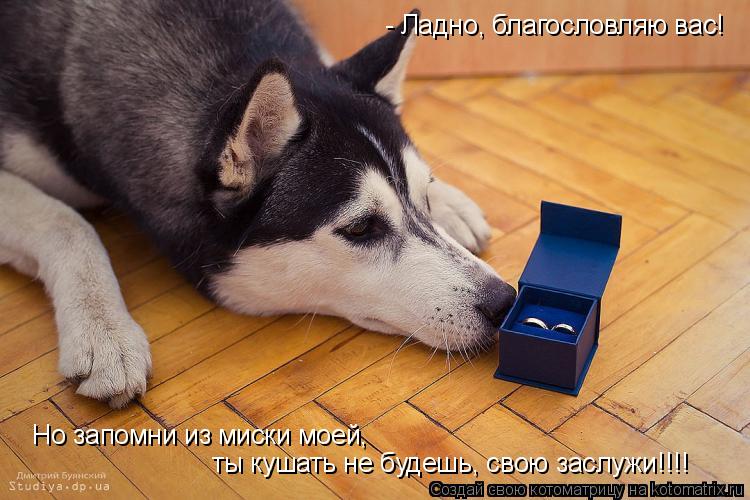 Котоматрица: - Ладно, благословляю вас!  Но запомни из миски моей,  ты кушать не будешь, свою заслужи!!!!
