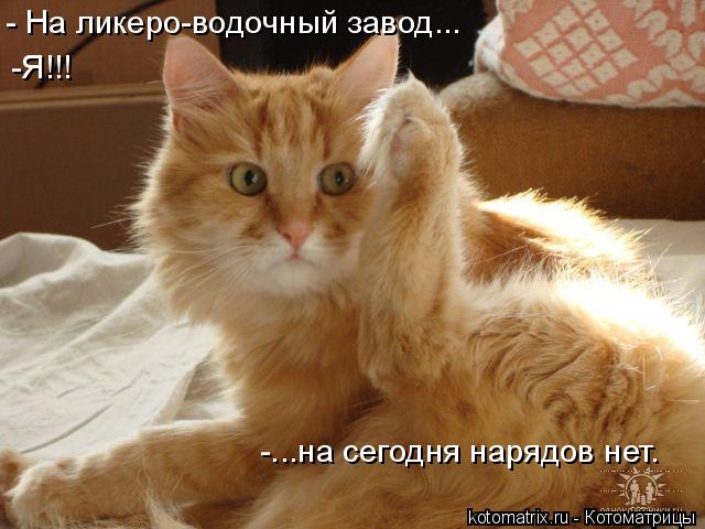 - На ликеро-водочный завод... -Я!!! -...на сегодня нарядов нет.... Котоматрица: - На ликеро-водочный завод... -Я!!! -...на сегодня нарядов нет.