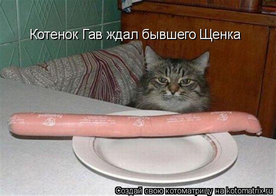 Котоматрица: Котенок Гав ждал бывшего Щенка
