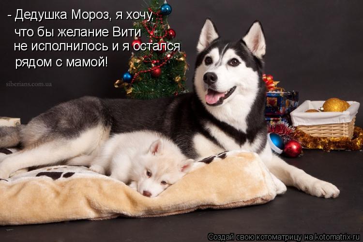 Котоматрица: - Дедушка Мороз, я хочу,  что бы желание Вити  не исполнилось и я остался  рядом с мамой!