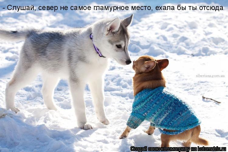 Котоматрица: - Слушай, север не самое гламурное место, ехала бы ты отсюда