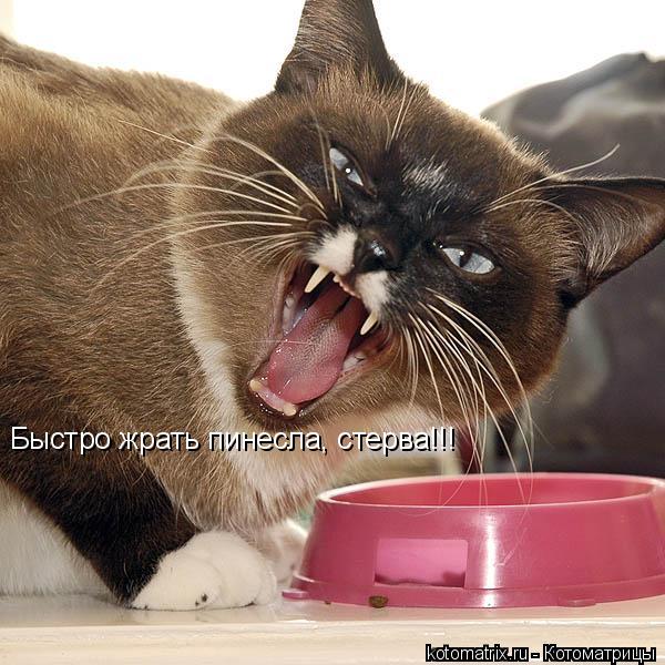 Быстро жрать пинесла, стерва!!!... Котоматрица: Быстро жрать пинесла, стерва!!!