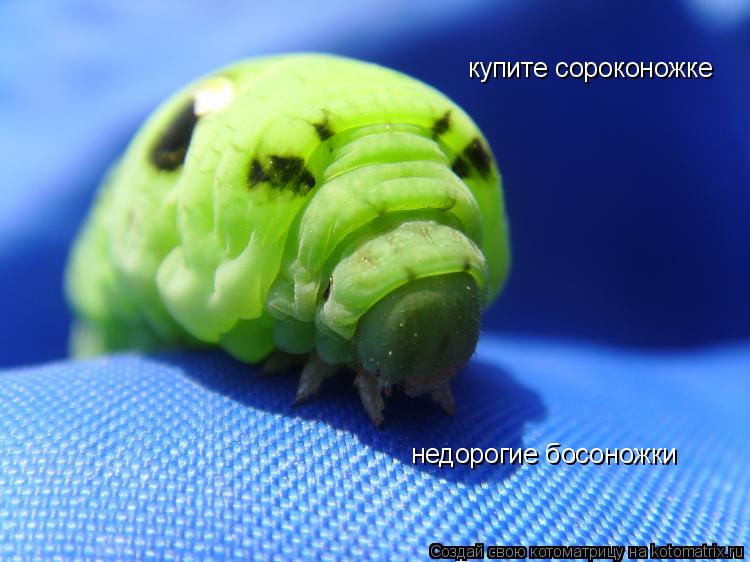 Котоматрица: купите сороконожке недорогие босоножки