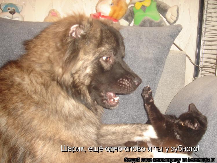 Шарик, ещё одно слово и ты у зубного!... Котоматрица: Шарик, ещё одно слово и ты у зубного!