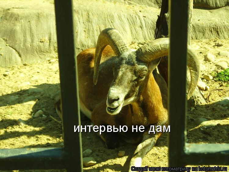 интервью не дам... Котоматрица: интервью не дам