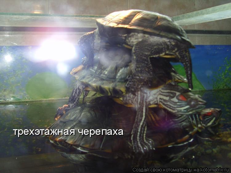 трехэтажная черепаха... Котоматрица: трехэтажная черепаха