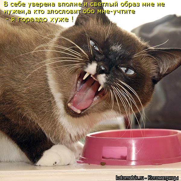 В себе уверена вполне и светлый образ мне не нужен,а кто злословит обо мне-учтите - я гораздо хуже !... Котоматрица: В себе уверена вполне и светлый образ мне не нужен,а кто злословит обо мне-учтите - я гораздо хуже !