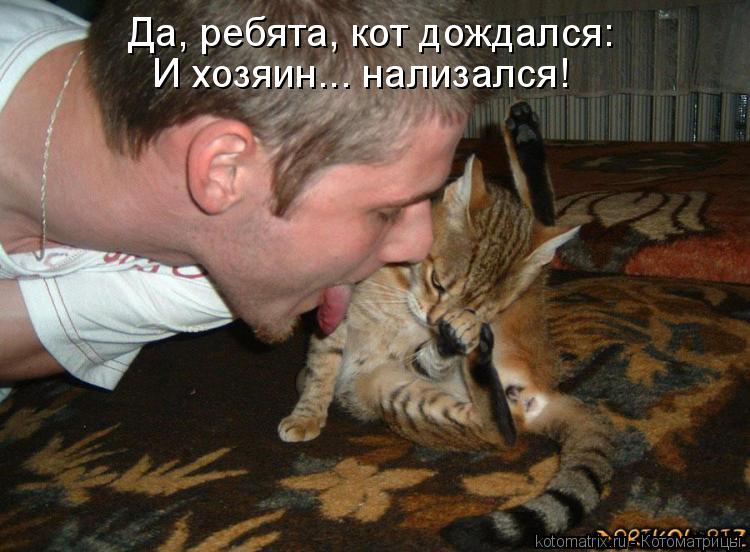 Котоматрица: Да, ребята, кот дождался: И хозяин... нализался!