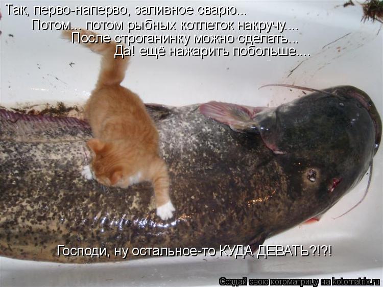 Котоматрица: Так, перво-наперво, заливное сварю... Потом... потом рыбных котлеток накручу.... После строганинку можно сделать... Да! ещё нажарить побольше.... 