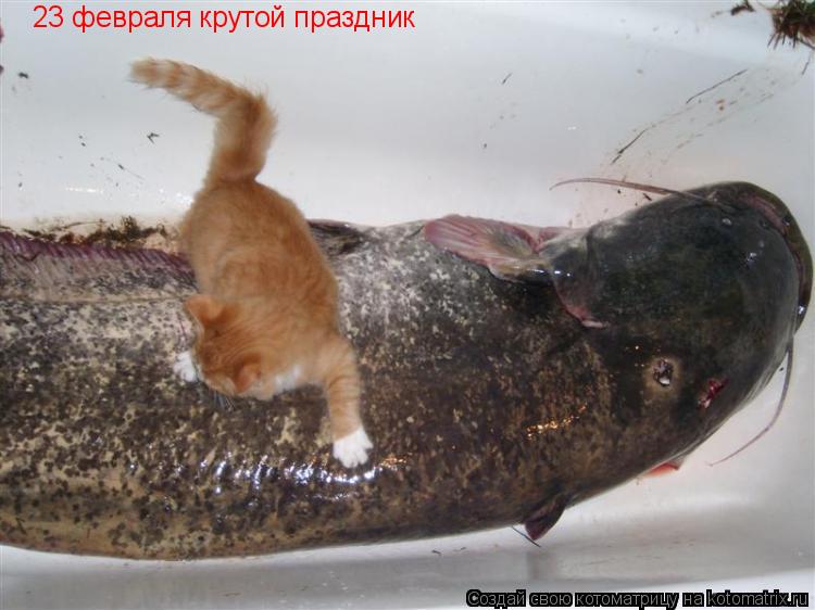 Котоматрица: 23 февраля крутой праздник