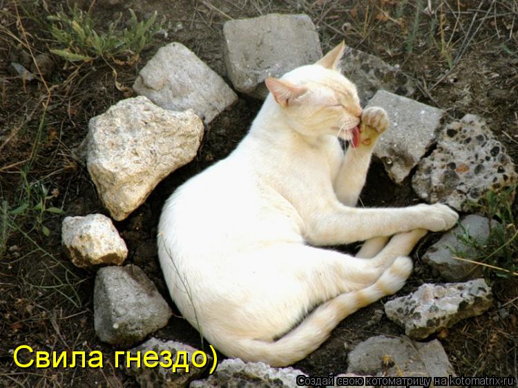 Котоматрица: Свила гнездо)