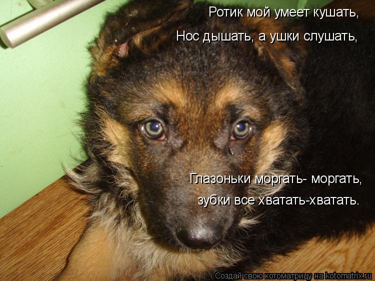 Котоматрица: Ротик мой умеет кушать,  Нос дышать, а ушки слушать, Глазоньки моргать- моргать,  зубки все хватать-хватать.