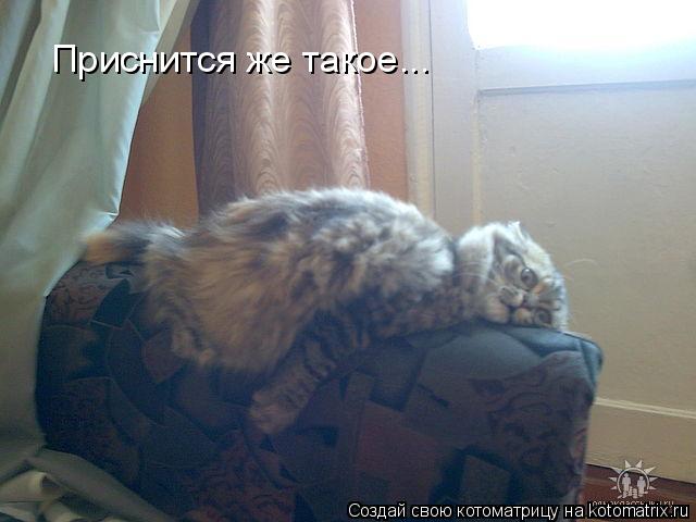 Котоматрица: Приснится же такое...