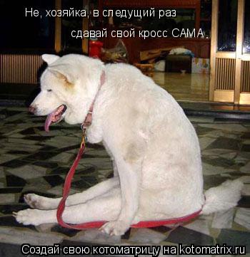 Котоматрица: Не, хозяйка, в следущий раз сдавай свой кросс САМА