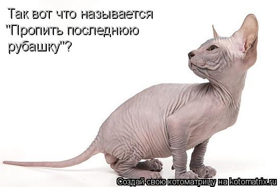 Котоматрица: Так вот что называется "Пропить последнюю рубашку"?