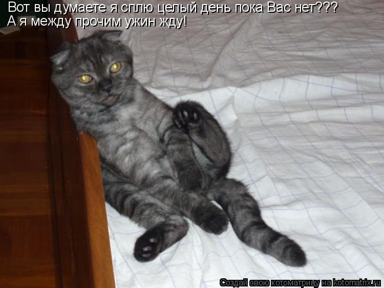 Вот вы думаете я сплю целый день пока Вас нет??? А я между прочим ужин жду!... Котоматрица: Вот вы думаете я сплю целый день пока Вас нет??? А я между прочим ужин жду!