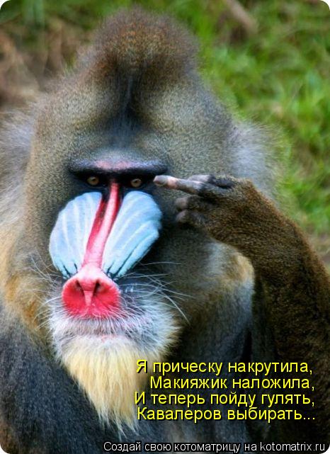 Я прическу накрутила, Макияжик наложила, И теперь пойду гулять, Кавалеров выбирать...... Котоматрица: Я прическу накрутила, Макияжик наложила, И теперь пойду гулять, Кавалеров выбирать...