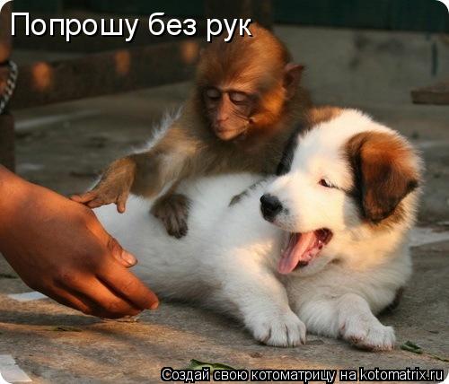 Котоматрица: Попрошу без рук