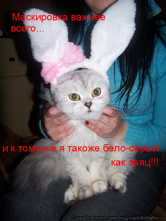 Котоматрица: Маскировка важнее всего... и к тому-же я такоже бело-серый  как заяц!!!