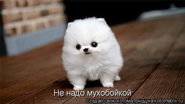Котоматрица: Не надо мухобойкой