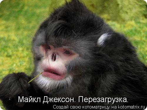 Котоматрица: Майкл Джексон. Перезагрузка.