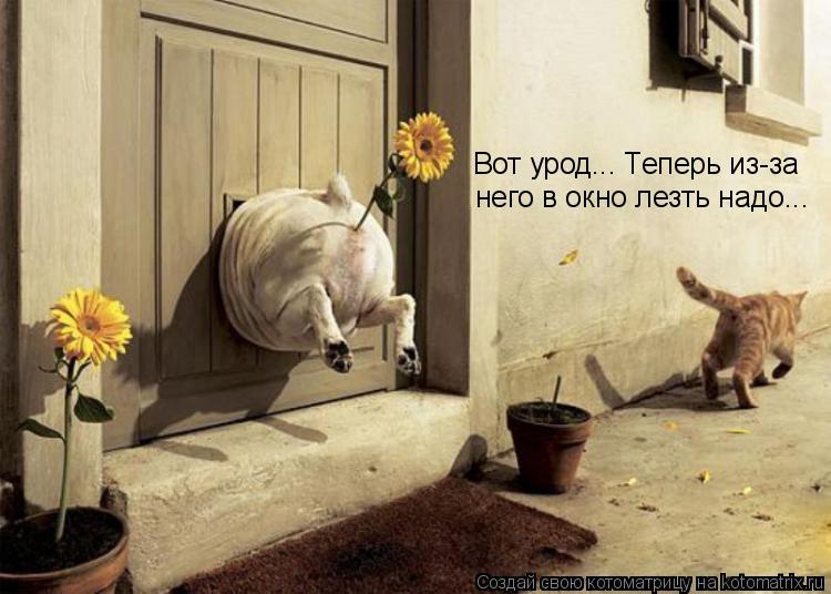 Вот урод... Теперь из-за него в окно лезть надо...... Котоматрица: Вот урод... Теперь из-за него в окно лезть надо...