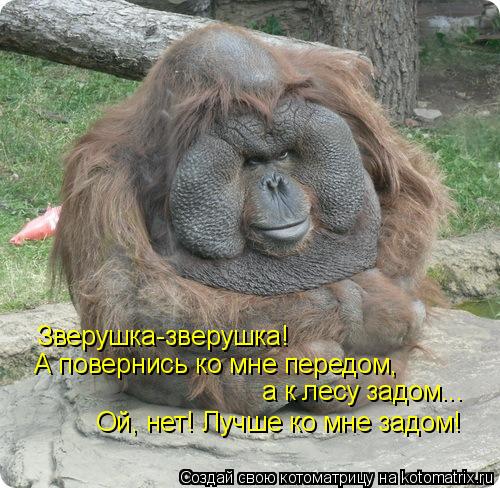 Зверушка-зверушка! А повернись ко мне передом, а к лесу задом... Ой, нет! Лучше ко мне задом!... Котоматрица: Зверушка-зверушка! А повернись ко мне передом, а к лесу задом... Ой, нет! Лучше ко мне задом!