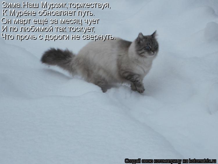 Зима.Наш Мурзик,торжествуя, К Мурёне обновляет путь. Он март ещё за месяц чует И по любимой так тоску... Котоматрица: Зима.Наш Мурзик,торжествуя, К Мурёне обновляет путь. Он март ещё за месяц чует И по любимой так тоскует, Что прочь с дороги не свернуть.