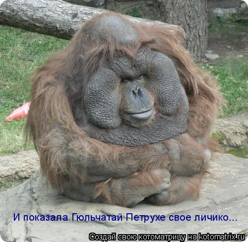 И показала Гюльчатай Петрухе свое личико...... Котоматрица: И показала Гюльчатай Петрухе свое личико...