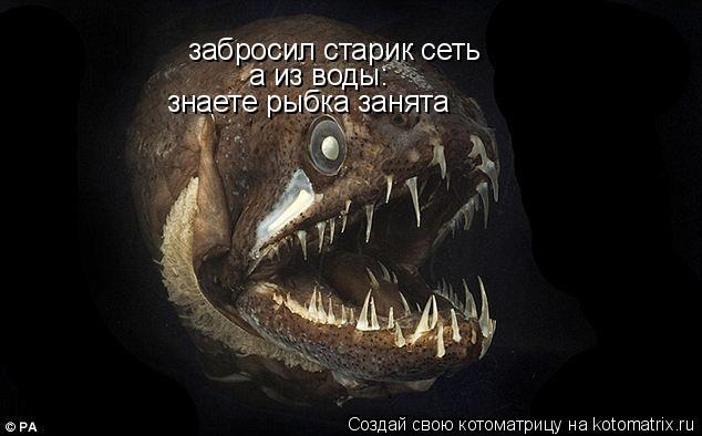 забросил старик сеть а из воды: знаете рыбка занята... Котоматрица: забросил старик сеть а из воды: знаете рыбка занята