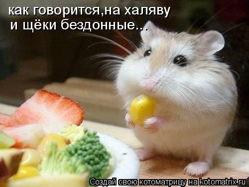 как говорится,на халяву и щёки бездонные...... Котоматрица: как говорится,на халяву и щёки бездонные...