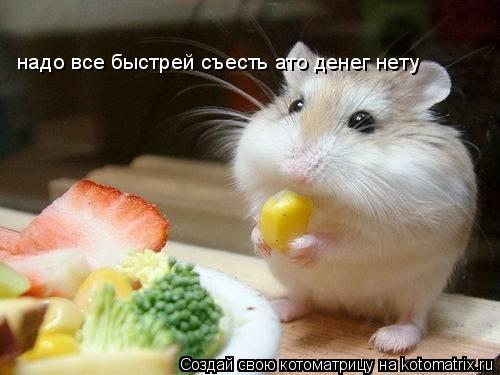 надо все быстрей съесть ато денег нету... Котоматрица: надо все быстрей съесть ато денег нету