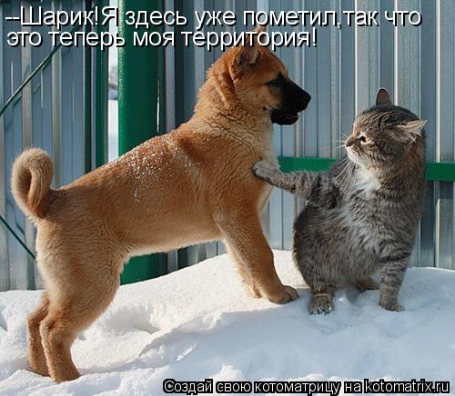 --Шарик!Я здесь уже пометил,так что это теперь моя территория!... Котоматрица: --Шарик!Я здесь уже пометил,так что это теперь моя территория!