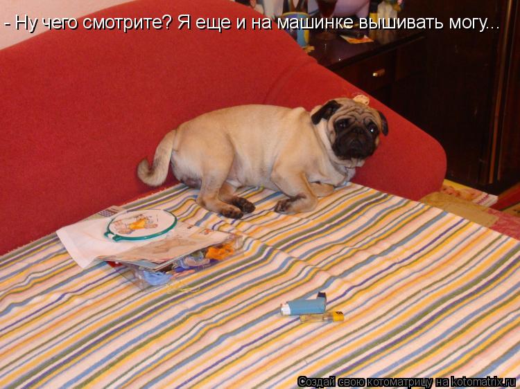 - Ну чего смотрите? Я еще и на машинке вышивать могу...... Котоматрица: - Ну чего смотрите? Я еще и на машинке вышивать могу...