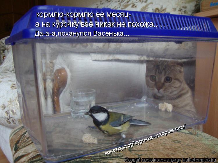 кормлю-кормлю ее месяц- а на курочку все никак не похожа.. конструктор"курочка-откорми сам" Да-а-а,ло... Котоматрица: кормлю-кормлю ее месяц- а на курочку все никак не похожа.. конструктор"курочка-откорми сам" Да-а-а,лоханулся Васенька...