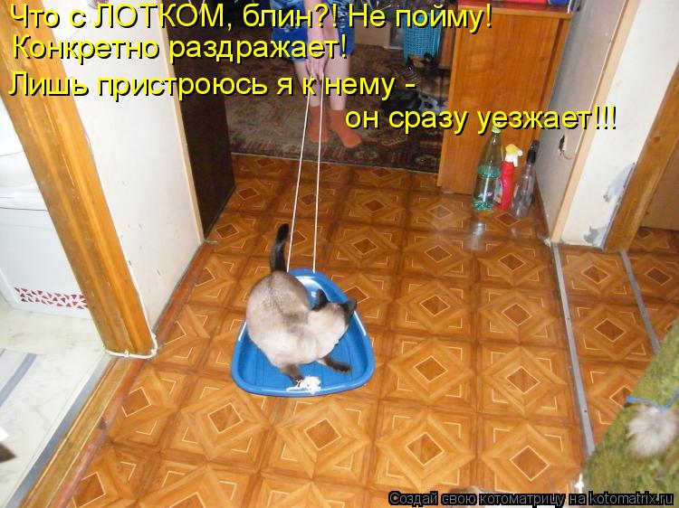 Что с ЛОТКОМ, блин?! Не пойму! Конкретно раздражает! Лишь пристроюсь я к нему - он сразу уезжает!!!... Котоматрица: Что с ЛОТКОМ, блин?! Не пойму! Конкретно раздражает! Лишь пристроюсь я к нему - он сразу уезжает!!!