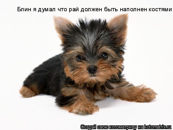 Блин я думал что рай должен быть наполнен костями... Котоматрица: Блин я думал что рай должен быть наполнен костями