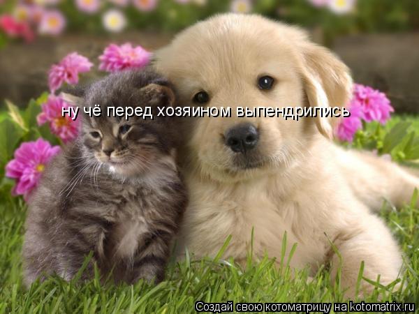 Котоматрица: ну чё перед хозяином выпендрились