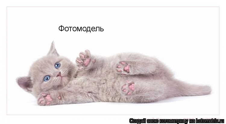 Котоматрица: Фотомодель