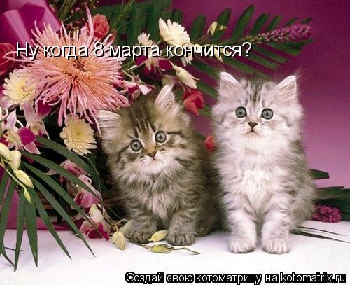 Котоматрица: Ну когда 8 марта кончится?